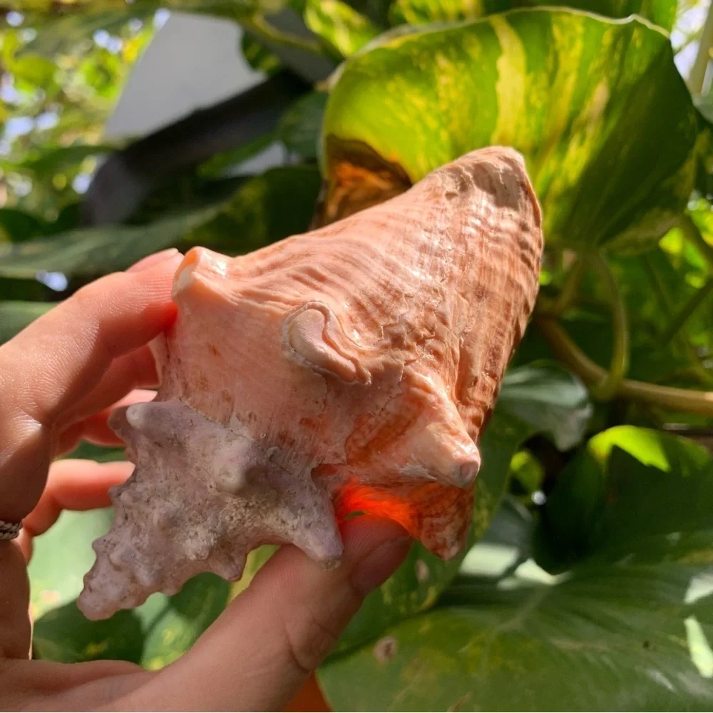 Sea shells from Puerto Rico Caribbean found on the beach